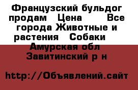 Французский бульдог продам › Цена ­ 1 - Все города Животные и растения » Собаки   . Амурская обл.,Завитинский р-н